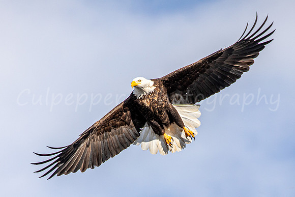 Eagle Wingspan