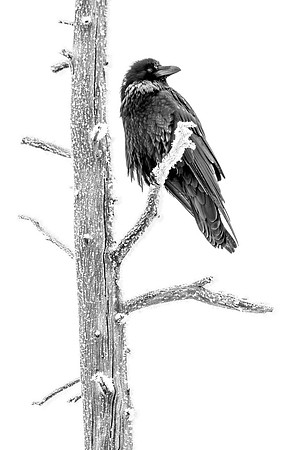 Frosty Raven