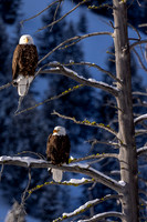 Where Freedom Rings