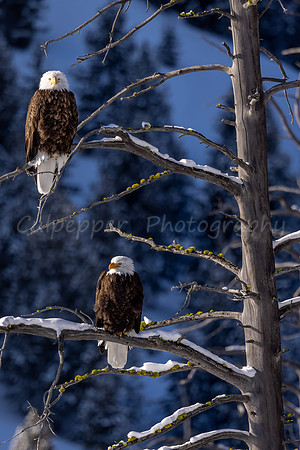 Where Freedom Rings