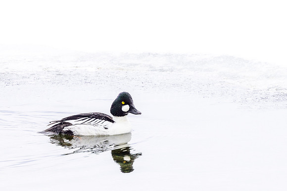 Common Goldeneye Reflection