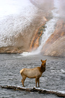 Firehole River Elk