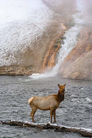 Firehole River Elk