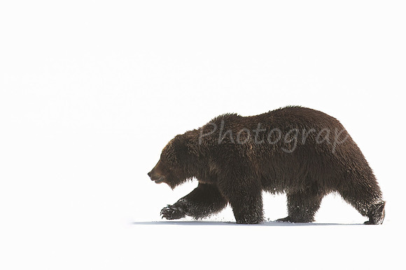 Bear and Shadow