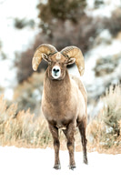 Winter Bear, Elk, Sheep, Pronghorn