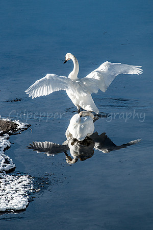 Standing in the Reflection
