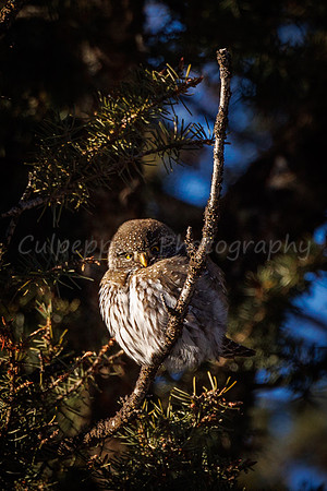 Pygmy on a Branch