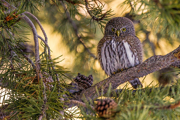 The Mighty Pygmy Owl