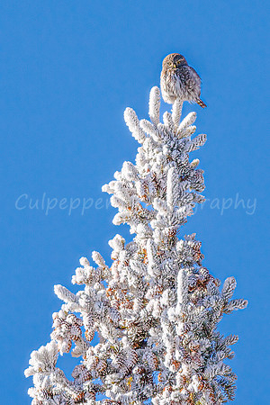Frosted Pygmy Owl