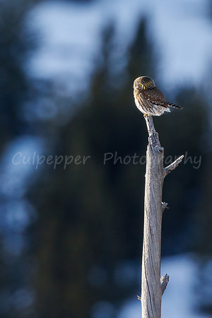 Pygmy on a Stick