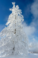 Rime Frosty Tree
