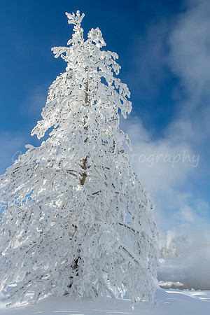 Rime Frosty Tree