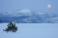 Avalanche Peak, Tree, Moon