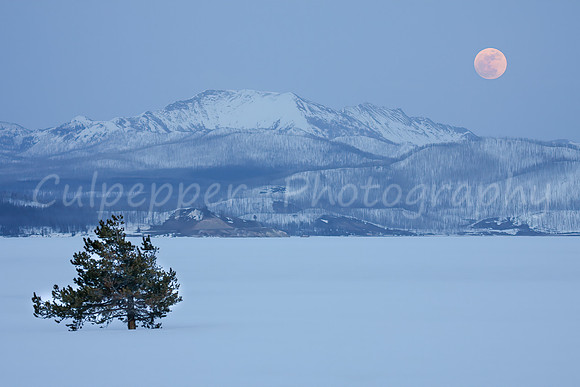 Avalanche Peak, Tree, Moon