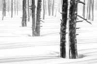 Tree Shadows