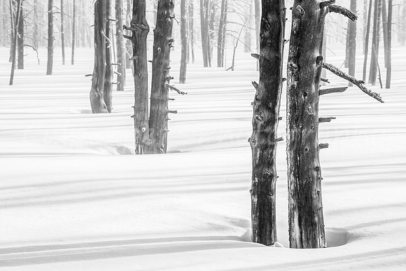 Tree Shadows