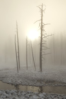 Morning Fog
