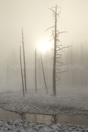 Morning Fog
