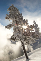 Sunburst