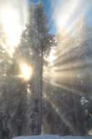 Winter Sun Rays
