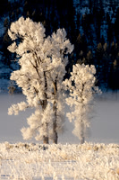 Winter Trees