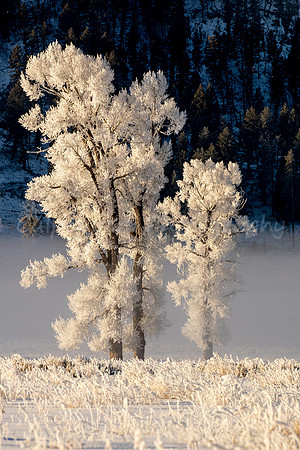 Sentinels of Lamar Valley