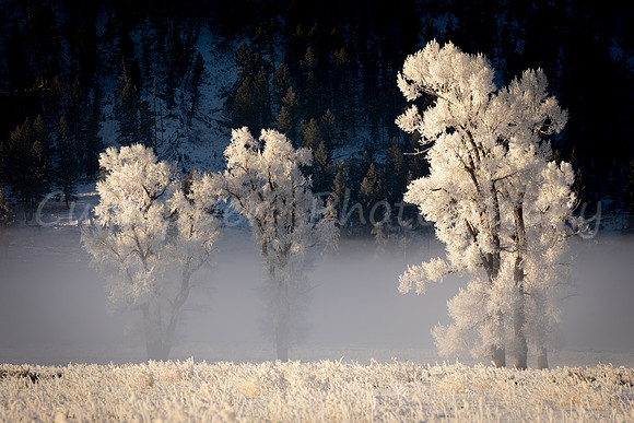 Sentinels of Lamar Valley 2