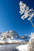 Mount Haynes & Frosty Tree