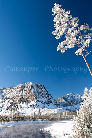 Mount Haynes & Frosty Tree