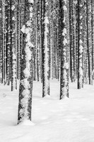Lodgepole Patterns