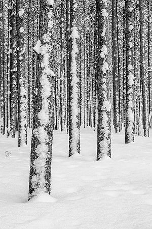 Lodgepole Patterns