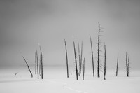 Tracks and Trees