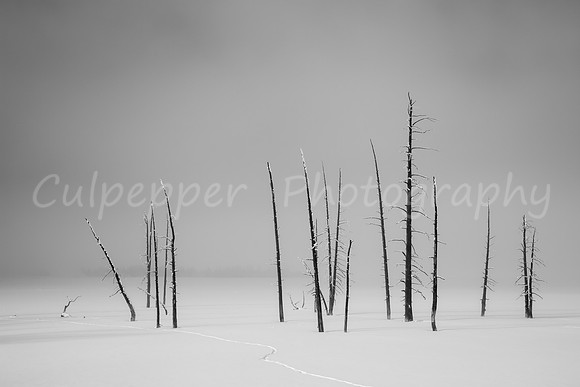 Tracks and Trees