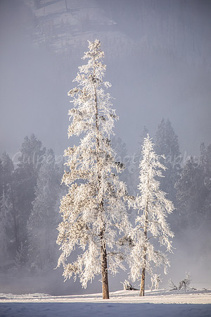 Simple Frost