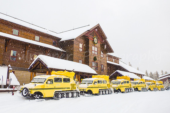 The Line Up