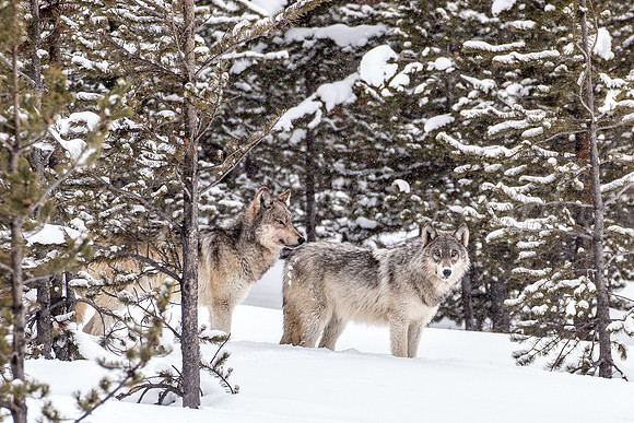 Wolf Brothers