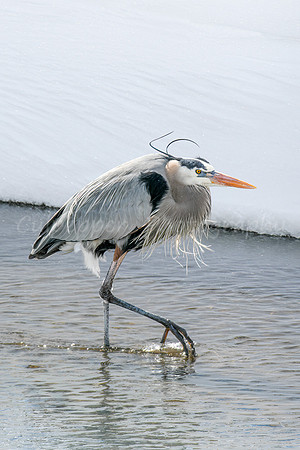 Blue Heron Walking