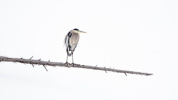 Out on a Limb