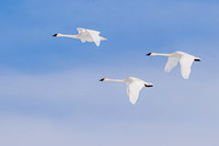 Three Swans in Flight