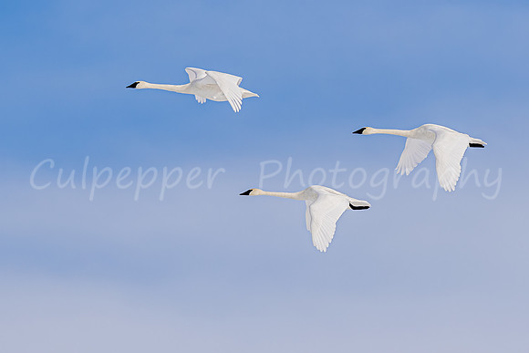Three Swans in Flight