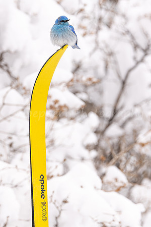 Spring Skiing