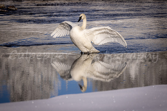 Reflection of a Swan