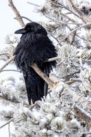 Frosty Raven