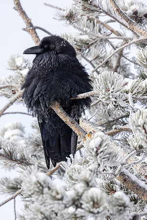 Frosty Raven