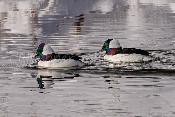 Bufflehead Beauty