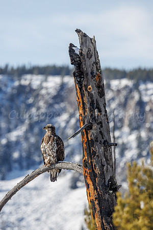 Young Eagle
