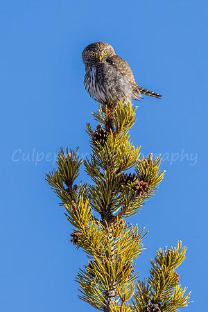 Looking at Me?