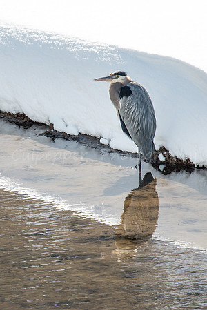 Blue Heron Reflection