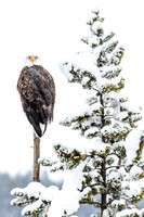 Eagle Snowy Tree