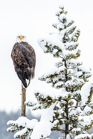 Eagle Snowy Tree